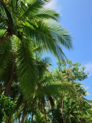 Marina Balleno National Park