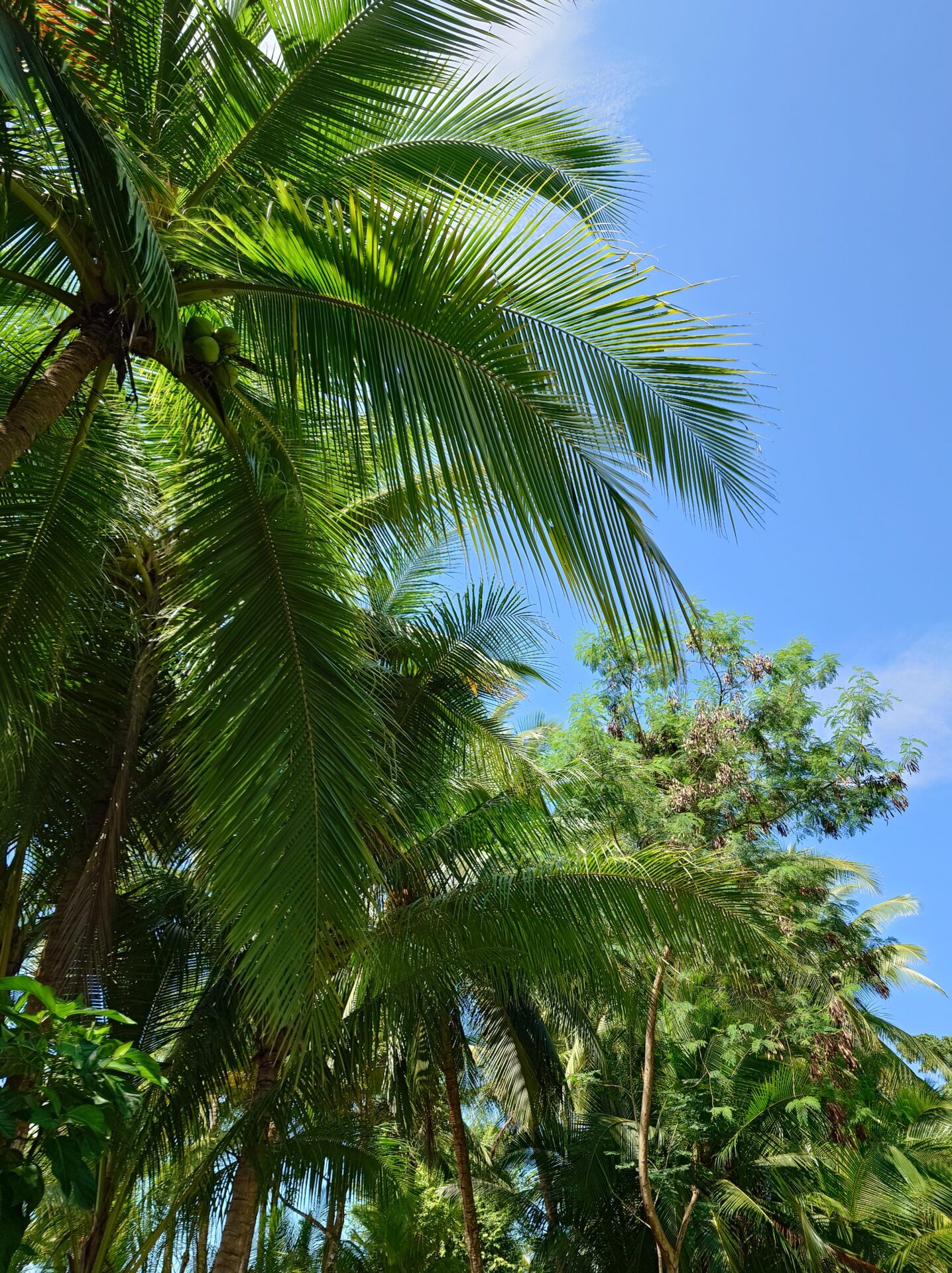 Marina Balleno National Park