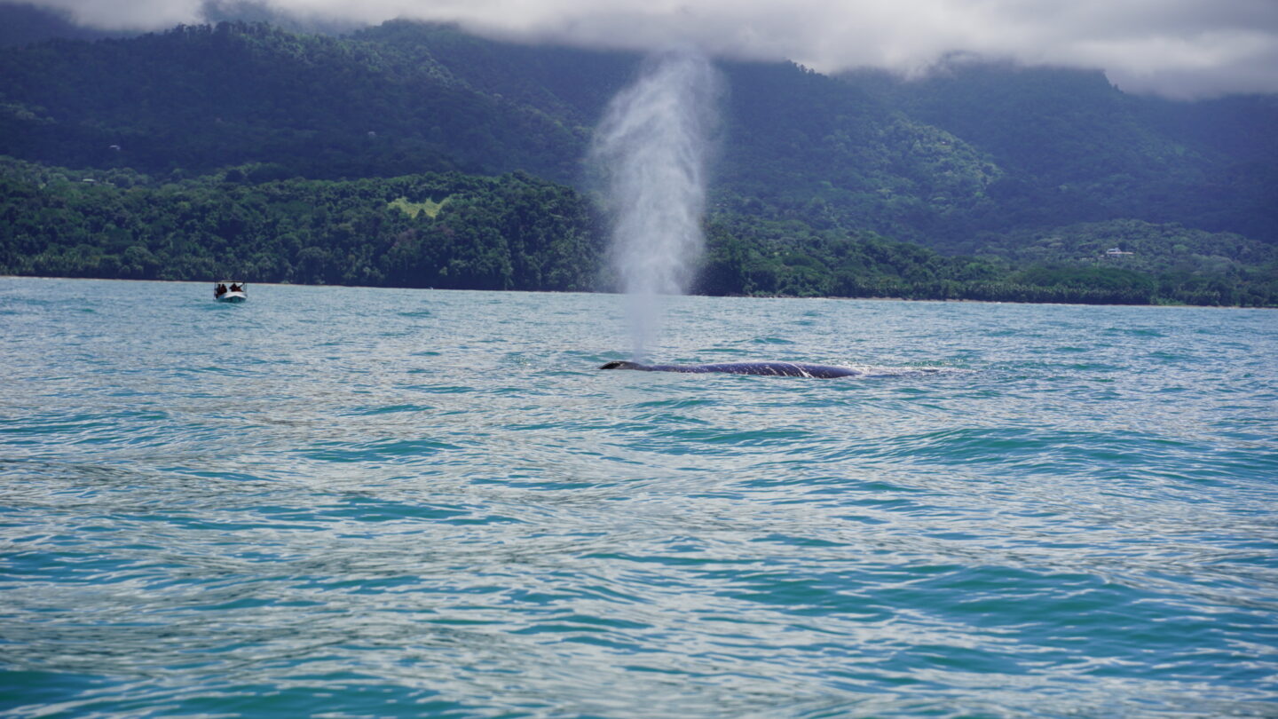 First time seeing a Whale in Marina Balleno National Park