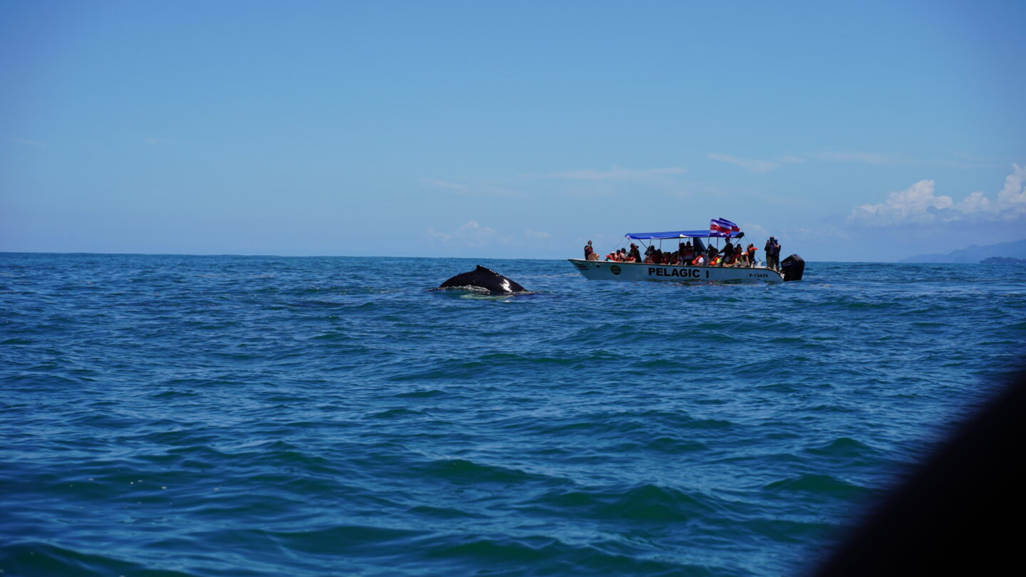 First time seeing a Whale in Marina Balleno National Park